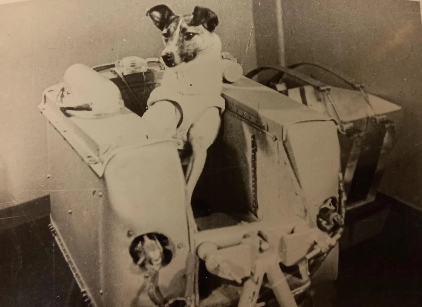 La chienne Laïka, sanglée dans son harnais à l’intérieur de la cabine pressurisée du satellite Spoutnik 2, photographie soviétique de 1957.